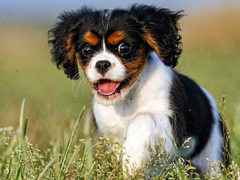 Dog, sweet, pay, dogs, puppies, cute, beautiful, beauty, playful, playful dog, puppy, dog face, pretty, animals, face, bubbles, lovely HD wallpaper