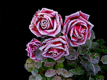 Frozen Roses, leaves, frozen, roses, red, beautiful HD wallpaper