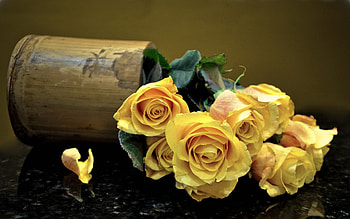 Flowers, Roses, Leaves, Surface, Vase HD wallpaper