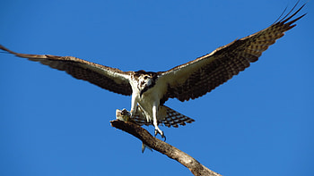 Hawk Bird Predator, hawk, birds, predator HD wallpaper