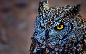 Close-up, Owls HD wallpaper