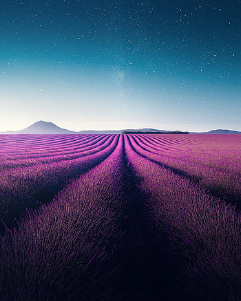 Farm, violet flowers, landscape, lavender, nature HD phone wallpaper