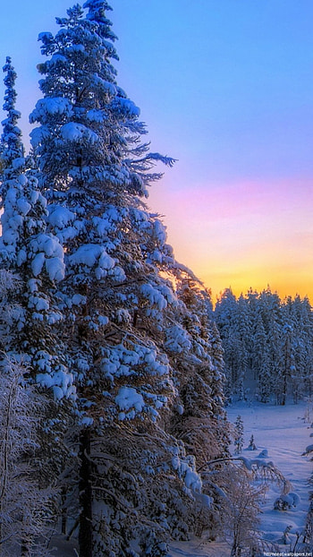 tree winter sunset landscape 6 - 6 Plus backgrounds HD phone wallpaper