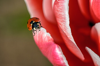 Macro, Petals, Close-Up, Insect, Ladybug, Ladybird HD wallpaper