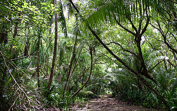 Nature, Forest, Tropics, Jungle, Vegetation Trees HD wallpaper
