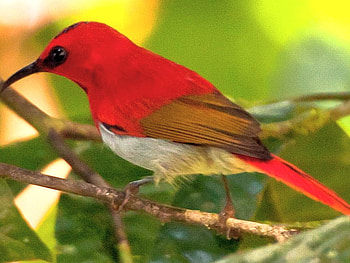 RED, branch, white, black, brown, bird, bright, green HD wallpaper