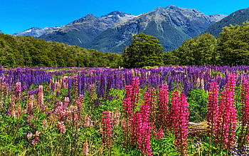 Seemingly endless field of blooming lupines in Fiordland National Park, New Zealand, blossoms, field, trees, landscape, sky, spring, mountains HD wallpaper