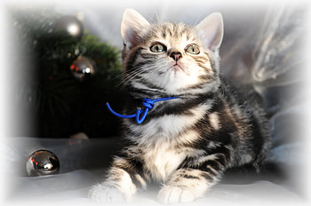 pretty little cat, art , little cat, pretty, animals, cats HD wallpaper