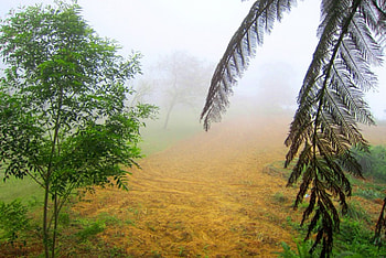Fog scenery, fog, scenery, grass, tree HD wallpaper