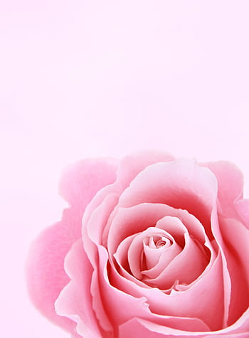 Close-up of a pink rose bloom on a soft pink background, perfect for floral designs. HD phone wallpaper