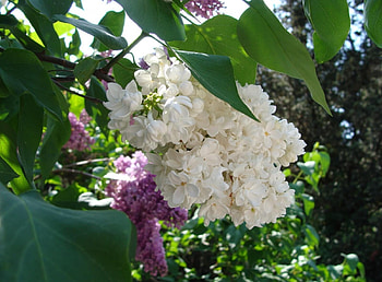 Flowers, Lilac, Bush, Bloom, Flowering, Branch, Spring HD wallpaper