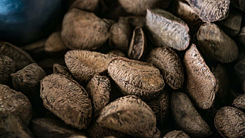 Sustainable nut harvesting, Brazilian Amazon's bounty, Nature's gift, Ethical sourcing HD wallpaper