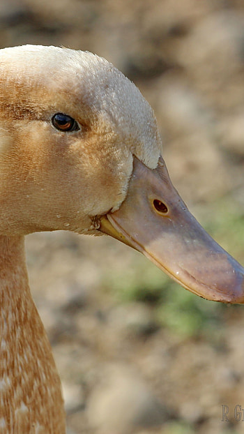 Duck, Adorable, Cute HD phone wallpaper