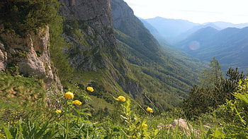Julian Alps, Slovenia, wildflowers, plants, trees, sky, mountains HD wallpaper