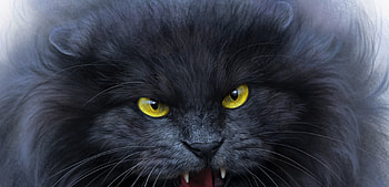 Angry cat, cat, angry, black, art, alenaekaterinburg, elena roslyakova, eyes, halloween, pisici, fantasy, face HD wallpaper