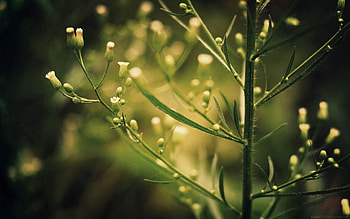 Grass, Macro, Glare, Shine, Light, Branch HD wallpaper