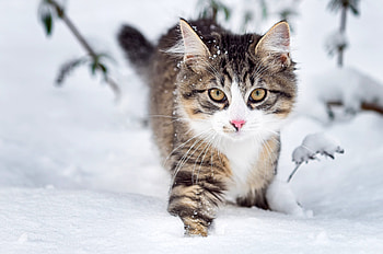 Winter, Animal, Cat, Fluffy, Snow, Whiskers, Cats HD wallpaper