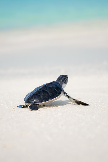 Animals, Shore, Bank, Animal, Turtle, Sea Turtle HD phone wallpaper