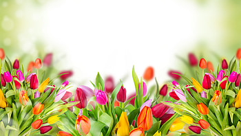 Colorful Tulips, tulips, flowers HD wallpaper