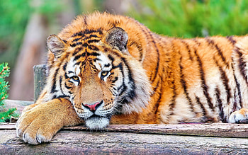 Animals, Grass, To Lie Down, Lie, Predator, Big Cat, Tiger HD wallpaper