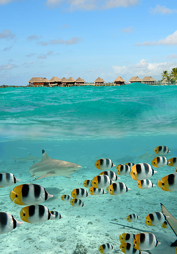 French Polynesia travel, Paradise destination, Pacific islands, Lonely Planet HD phone wallpaper