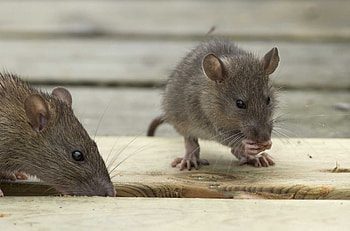 Animal Welfare Concerns, Rat Control Impacts, Ethical Considerations, Human Responsibility HD wallpaper
