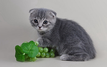 Animals, Cat, Kitty, Kitten, Grey, Lop-Eared HD wallpaper