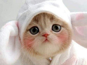 simply cute, cats, kitten, cute, animals HD wallpaper