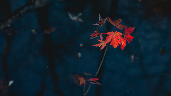 Red Maple Leaves Dark Background Nature HD wallpaper