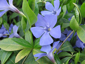 Plants, Flowers HD wallpaper