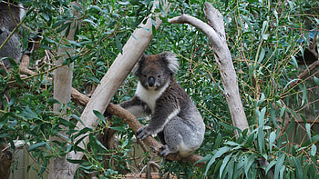 Koala , Baltana HD wallpaper