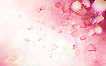 Texture, rose, pink, white, flower, card, petal HD wallpaper