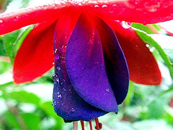 flower, red HD wallpaper