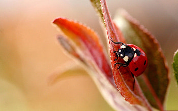 Leaves, Plant, Macro, Ladybug, Ladybird HD wallpaper