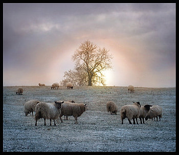 Winter sun, winter, field, sheep, sky, lucias-tears HD wallpaper