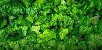Leaves, Drops, Plant, Macro, Ivy HD wallpaper