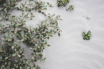 Lush green plants grow vibrantly on white sandy beach, creating a tranquil natural scene. HD wallpaper