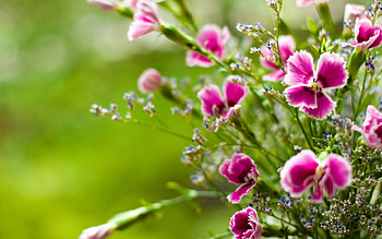 Plants, Flowers HD wallpaper