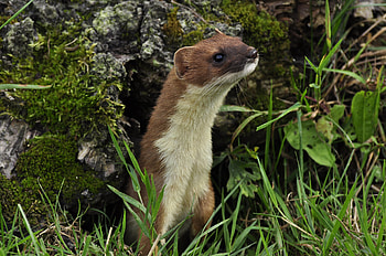 Animals, Grass, Muzzle, Polecat, Ferret, Burrow, Nora HD wallpaper