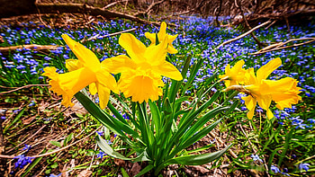 Spring wildflowers, plants, daffodils, spring, blossoms, petals HD wallpaper
