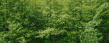 A dense, vibrant green forest in Hol, Norway, showcasing the lush growth of spring foliage. HD wallpaper
