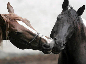 kiss, horses, nature, animals HD wallpaper