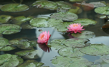Flowers, Water, Leaves, Water Lilies, Pond HD wallpaper