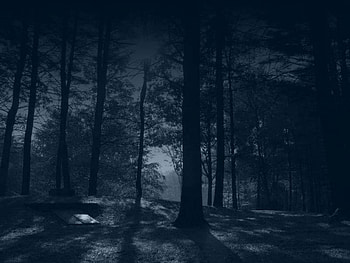Dark Woods, night, darkness, woods HD wallpaper