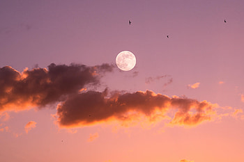 Nature, Birds, Sunset, Sky, Moon HD wallpaper