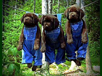 Hang in there, puppy, fun, pets, puppies, cute, funny, pet HD wallpaper