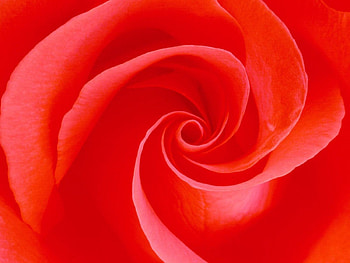 Rose - the eternal bloom (), red rose, close up, flower HD wallpaper