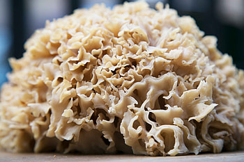 Cauliflower fungus, The Wild Room, Food HD wallpaper