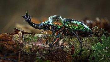 Beetle, Beetle insect , Popular, Backgrounds HD wallpaper