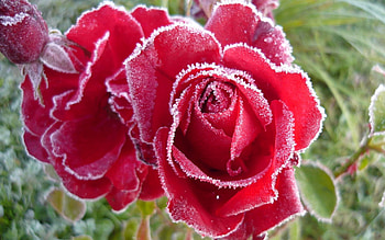 Snow, Macro, Rose Flower, Rose, Frost, Hoarfrost HD wallpaper